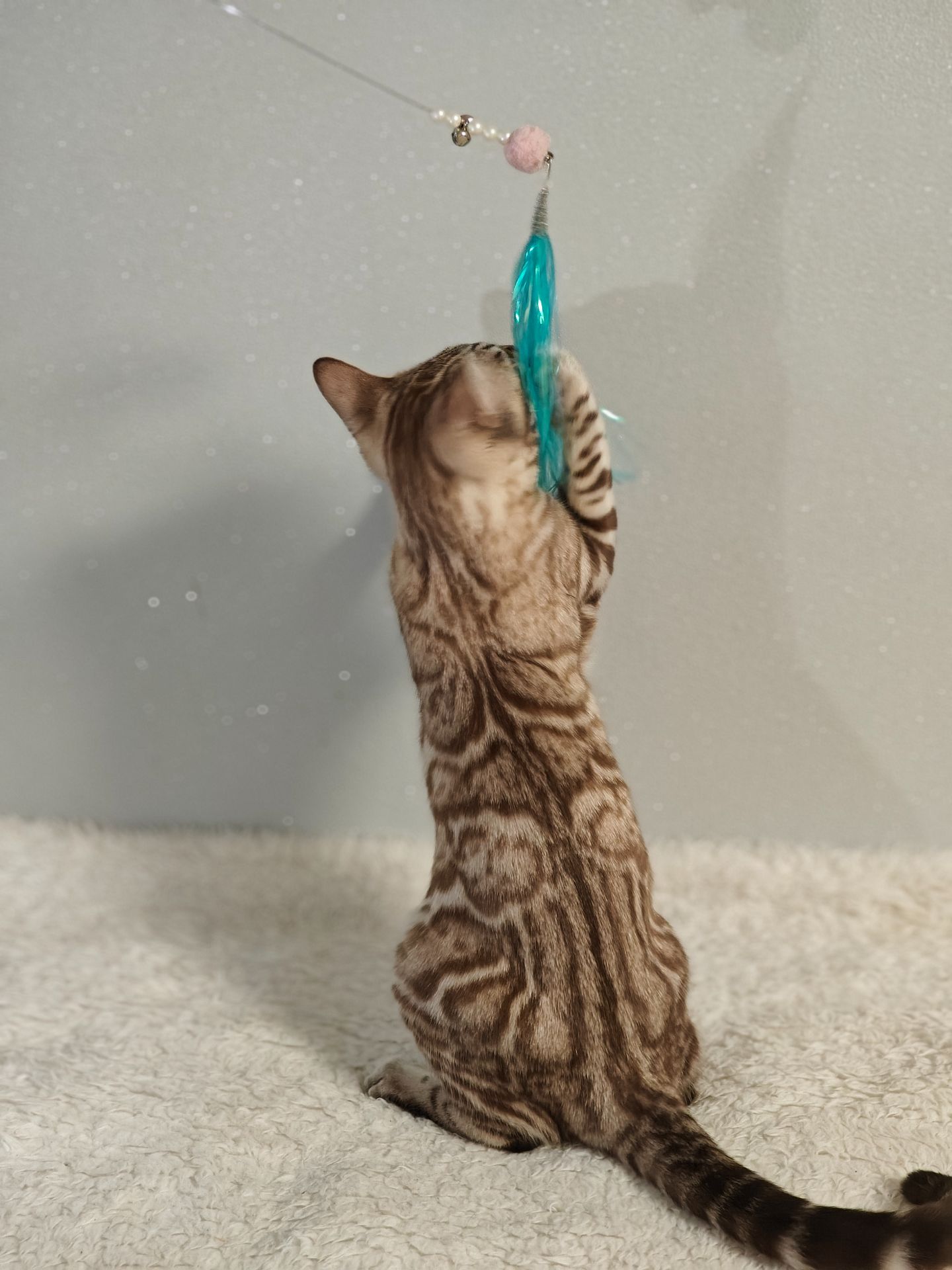 Дівчинка Dakota сніжного окрасу