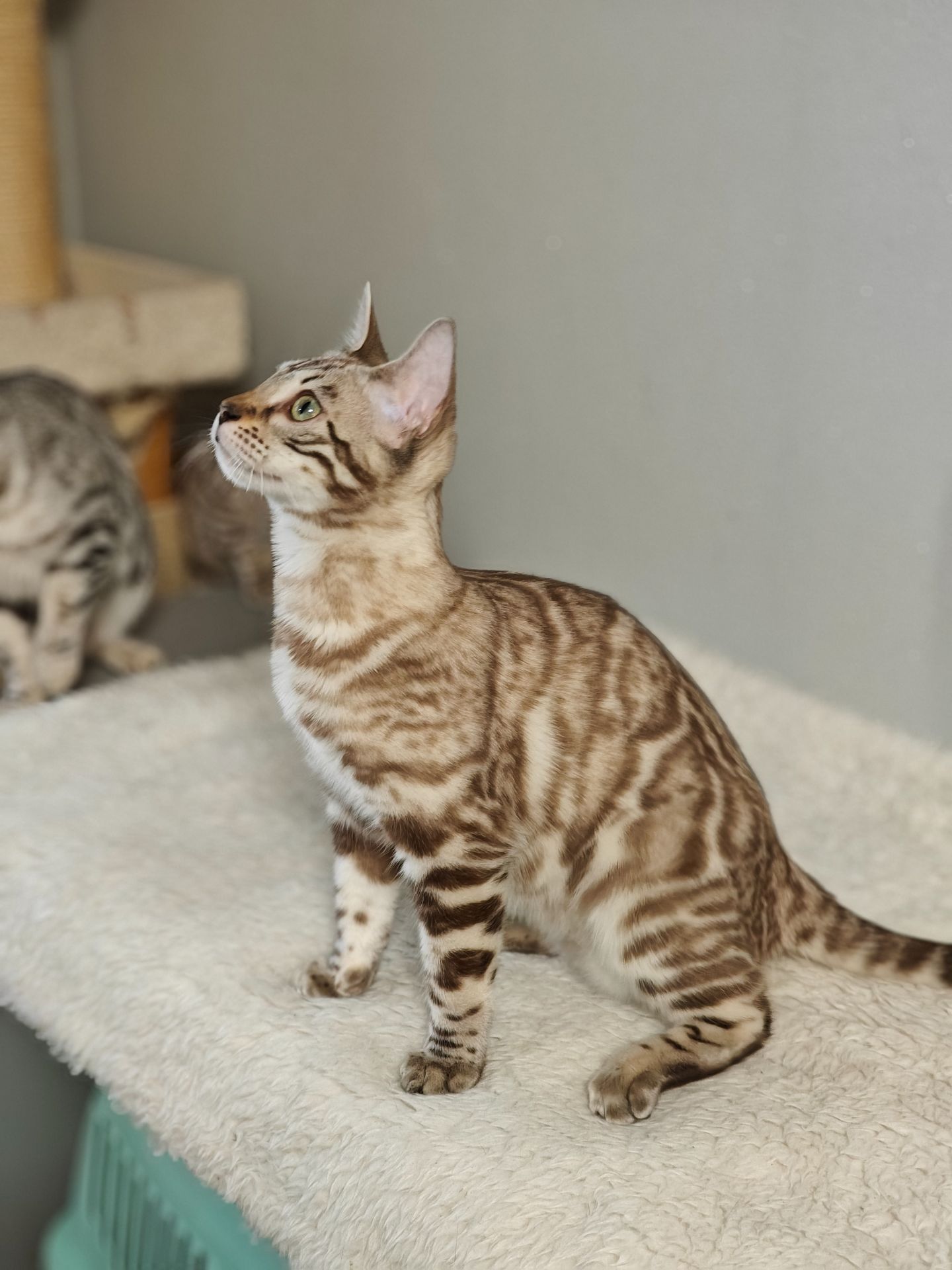 Дівчинка Dakota сніжного окрасу