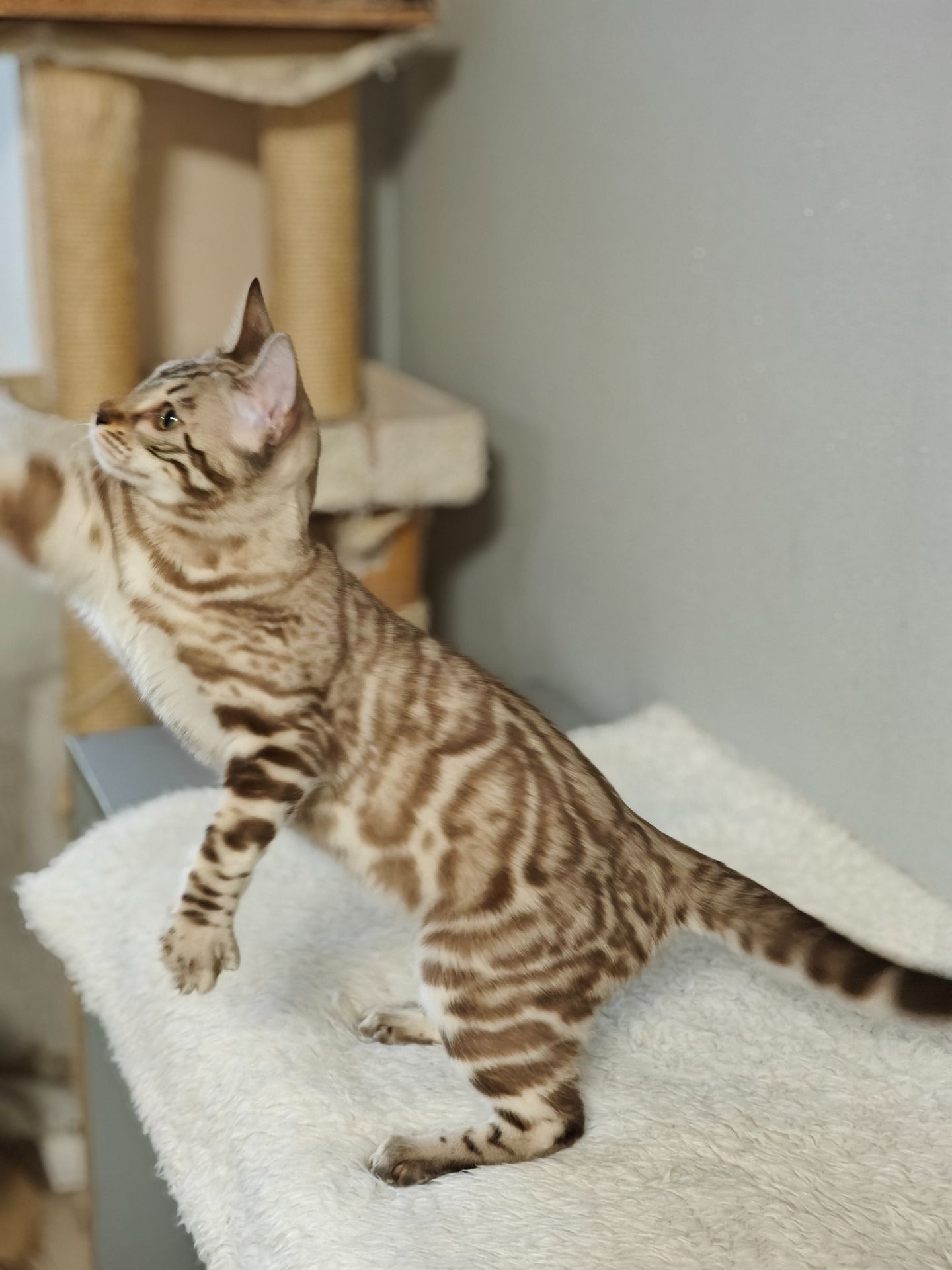 Дівчинка Dakota сніжного окрасу