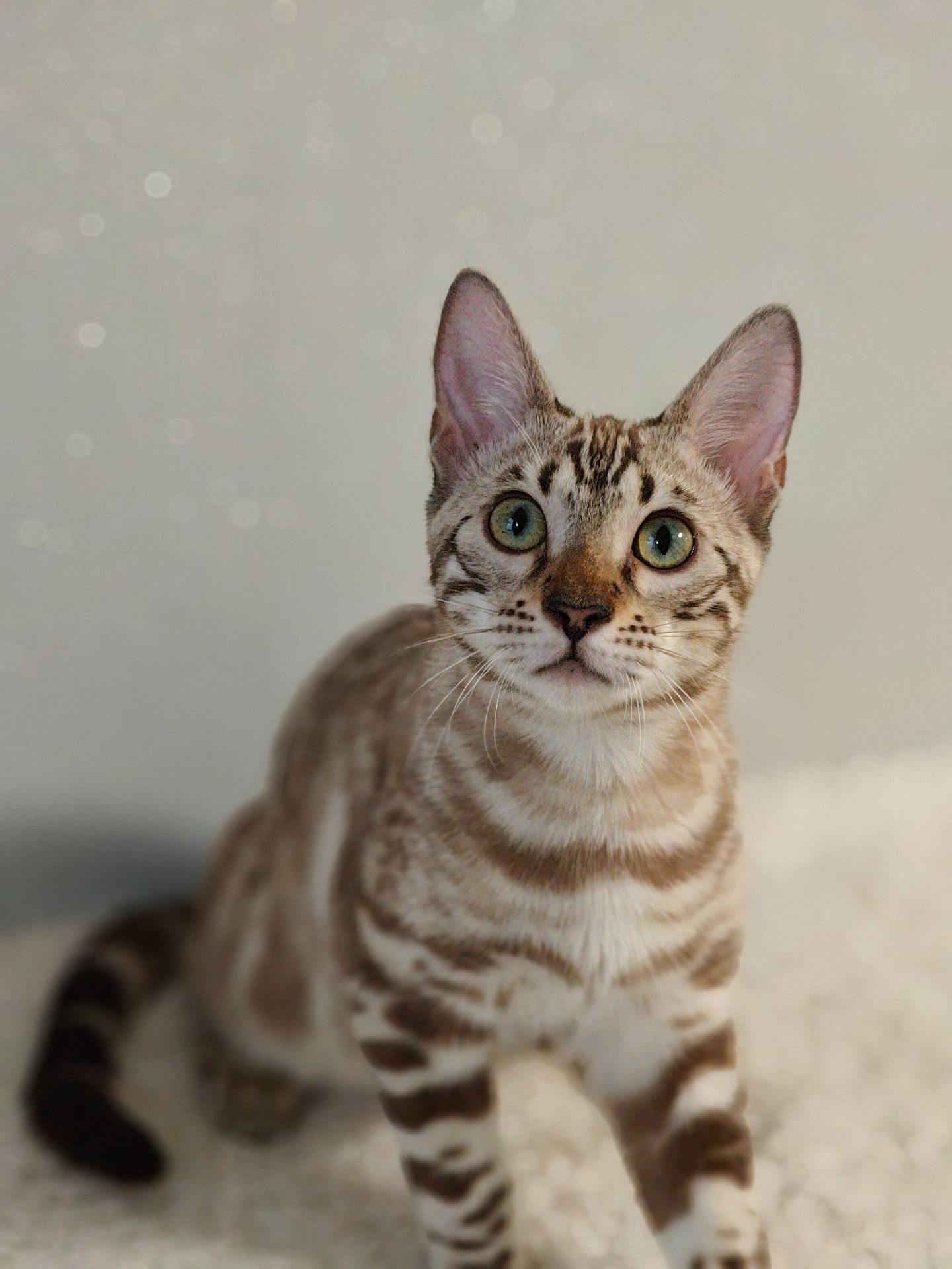 Дівчинка Dakota сніжного окрасу