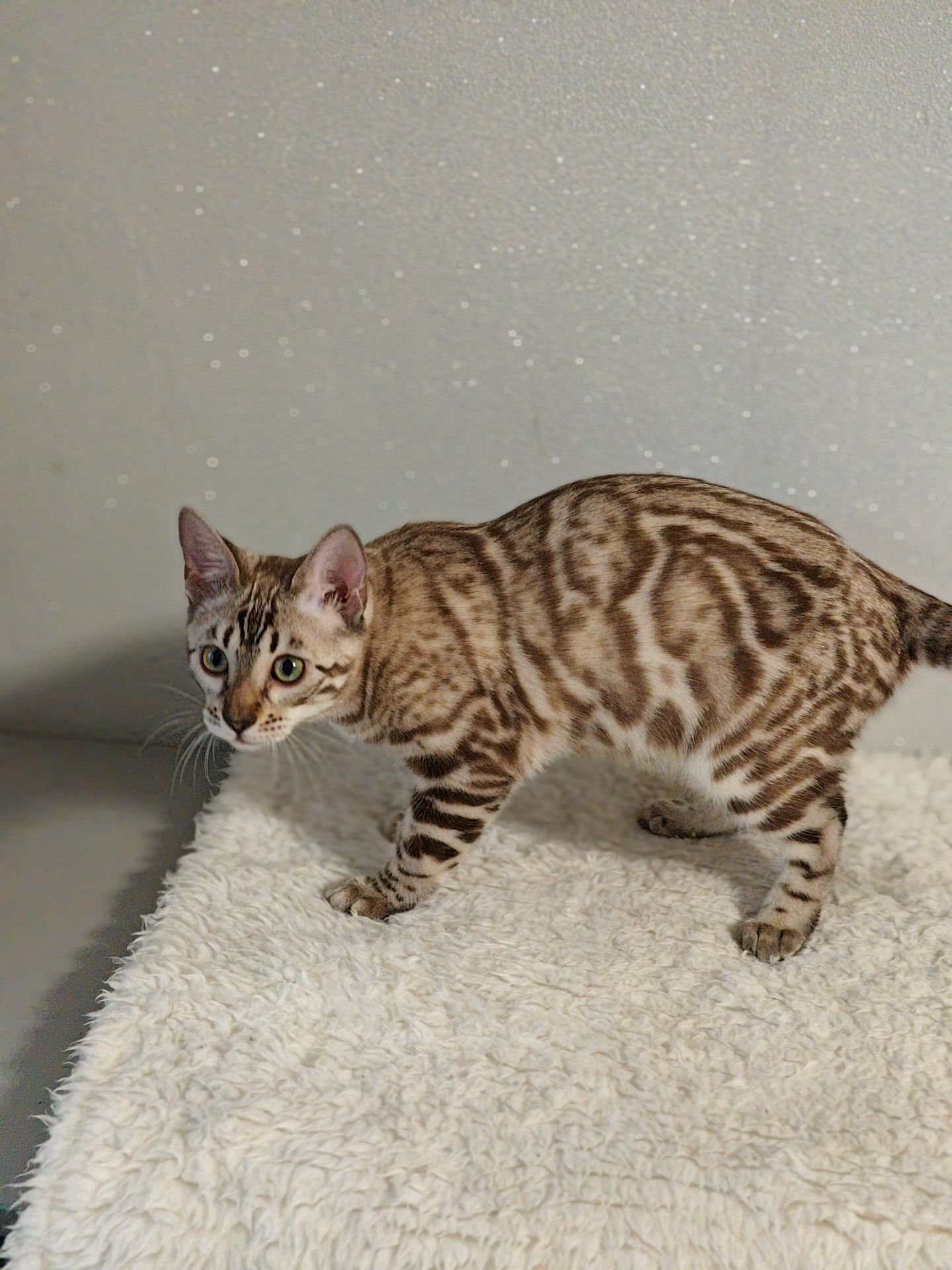 Дівчинка Dakota сніжного окрасу