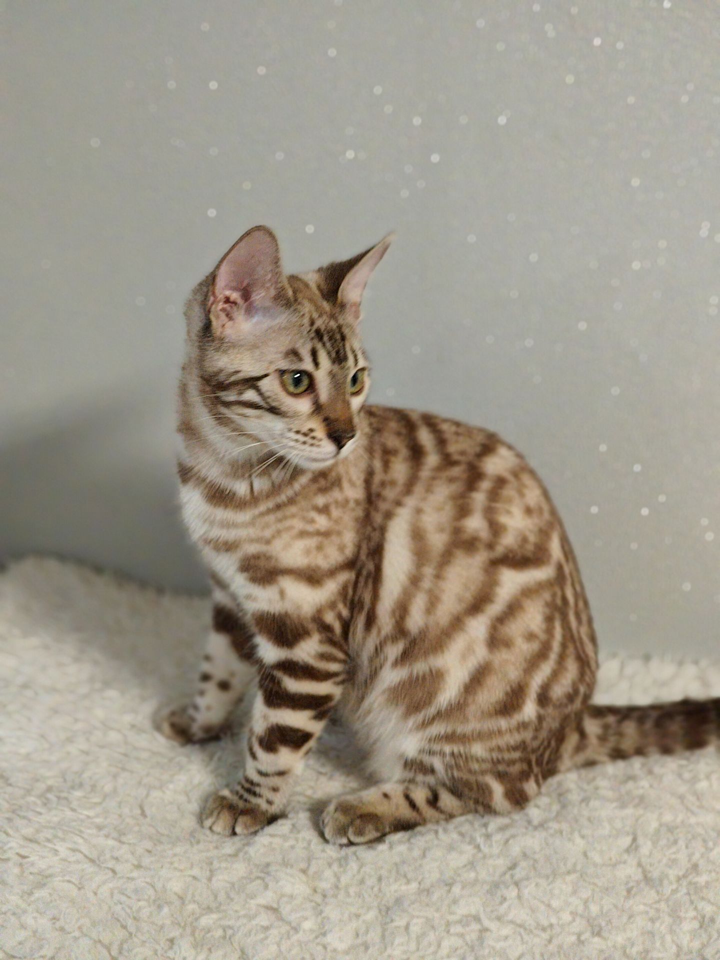 Дівчинка Dakota сніжного окрасу