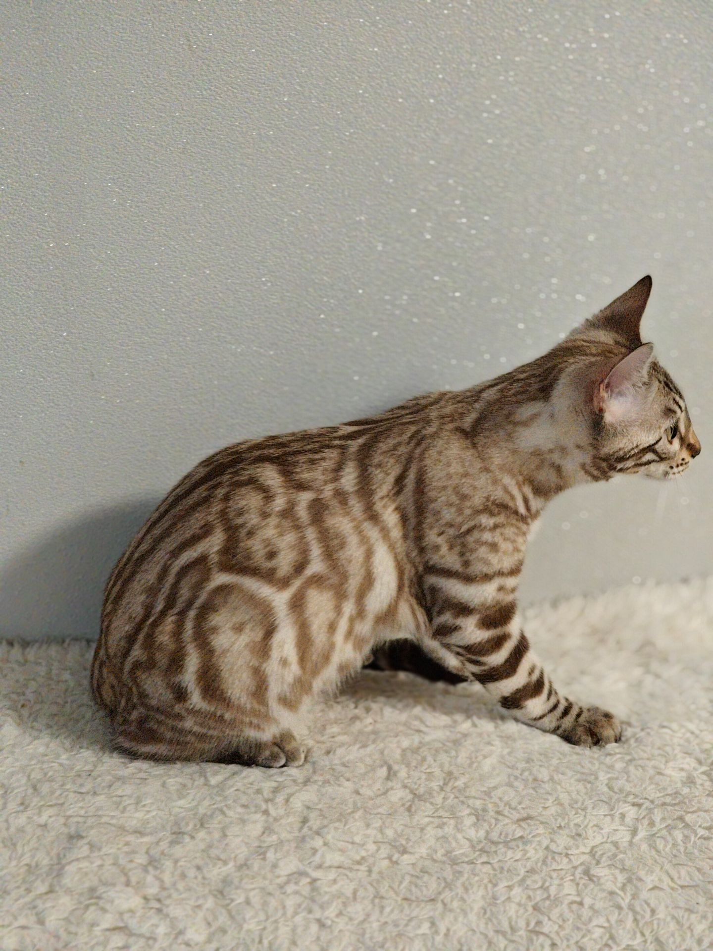 Дівчинка Dakota сніжного окрасу