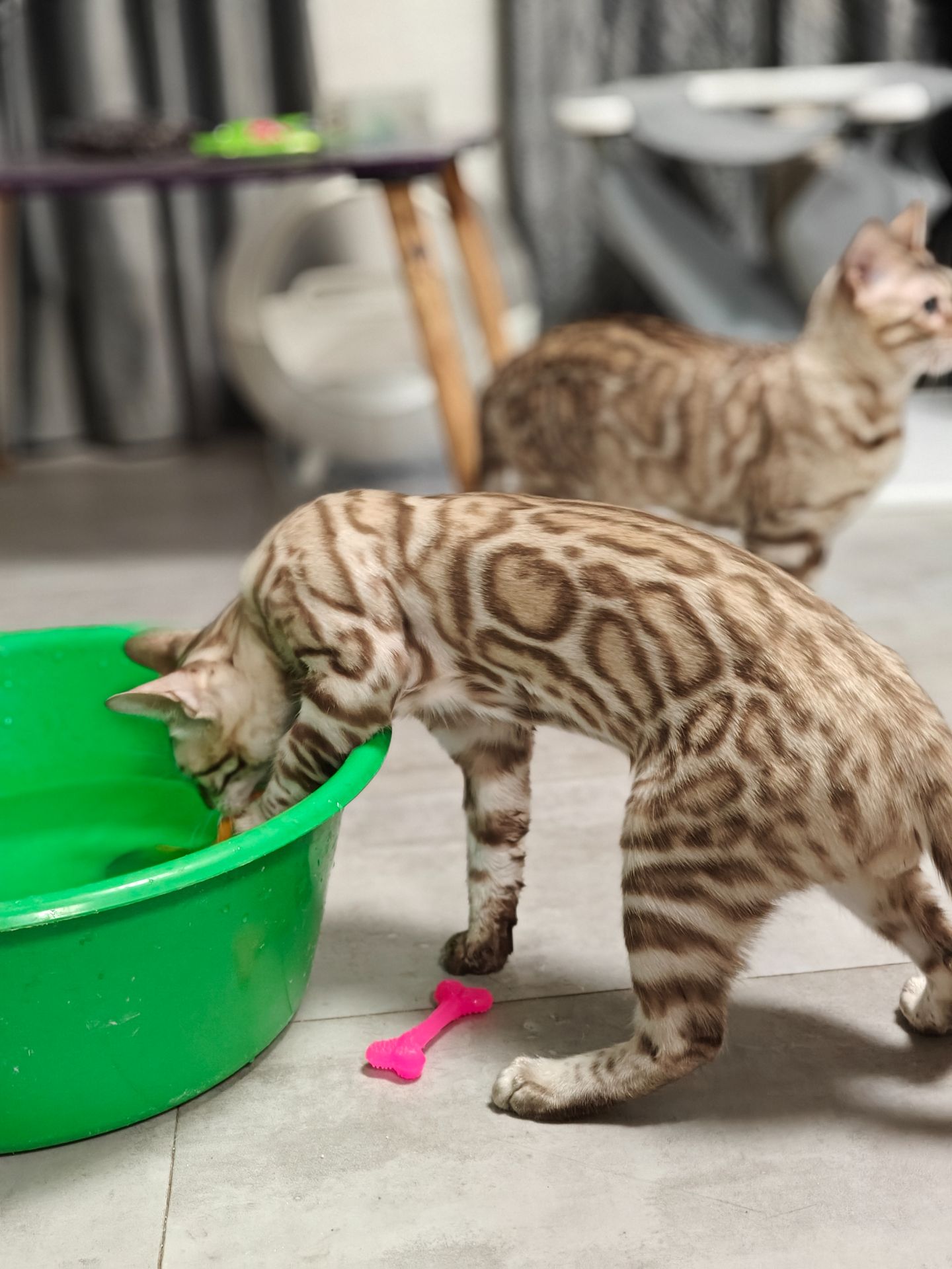 Хлопчик Echo сніжного окрасу