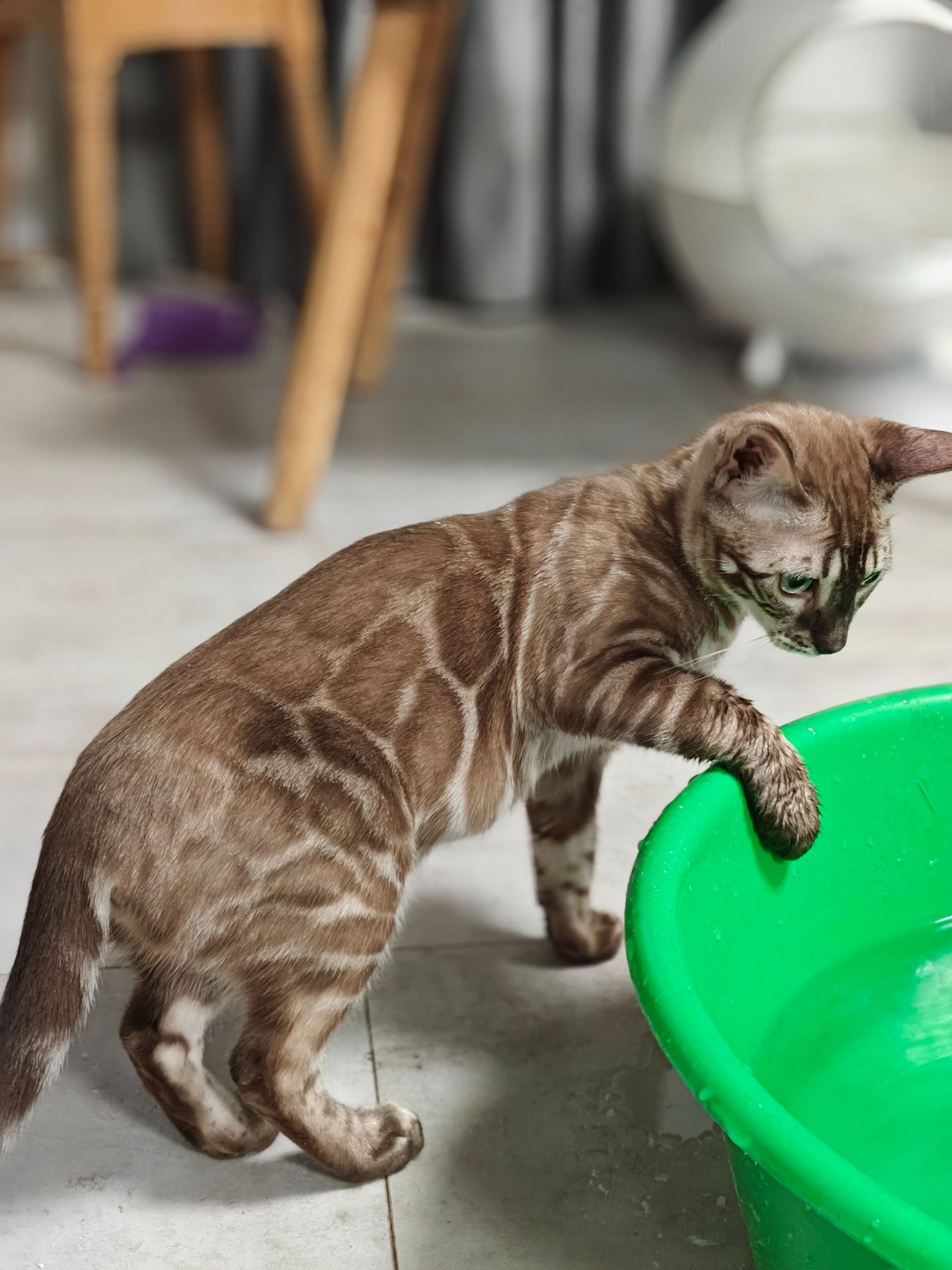 Дівчинка Fendi окрасу вугільний мінк