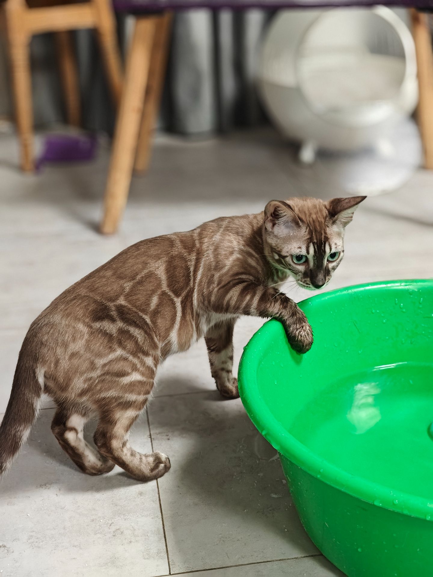 Дівчинка Fendi окрасу вугільний мінк