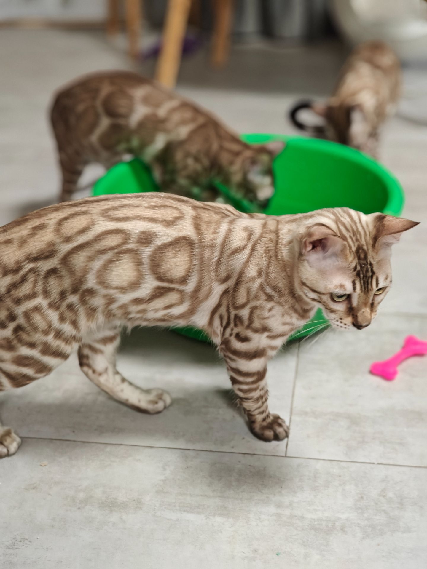 Хлопчик Echo сніжного окрасу