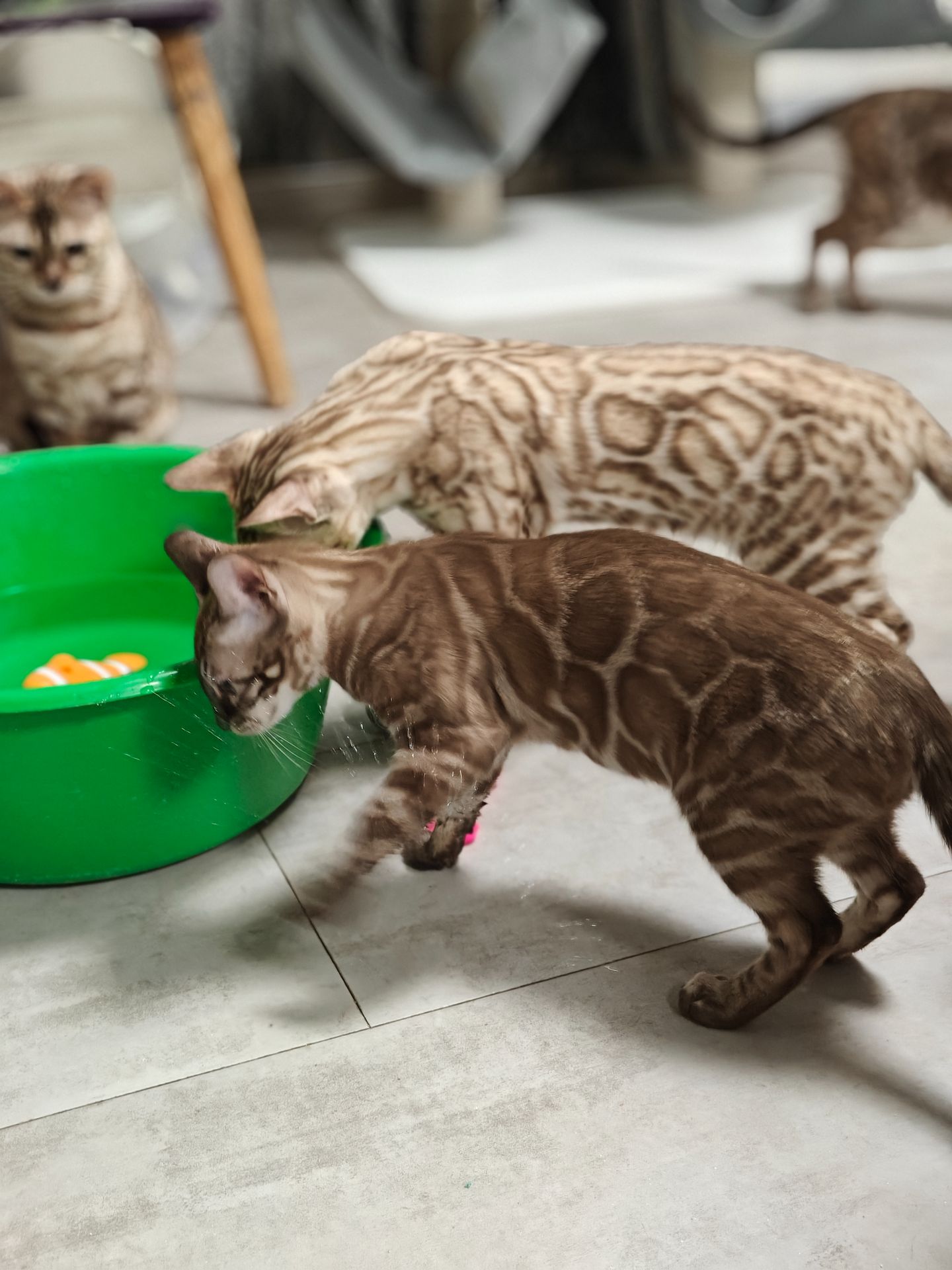 Дівчинка Fendi окрасу вугільний мінк