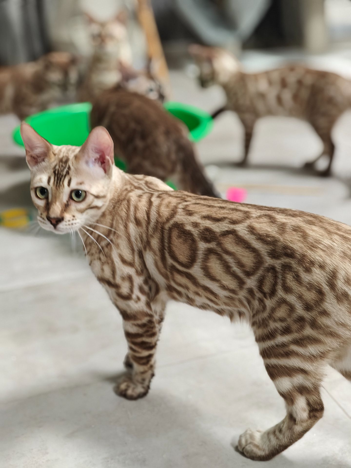 Хлопчик Echo сніжного окрасу