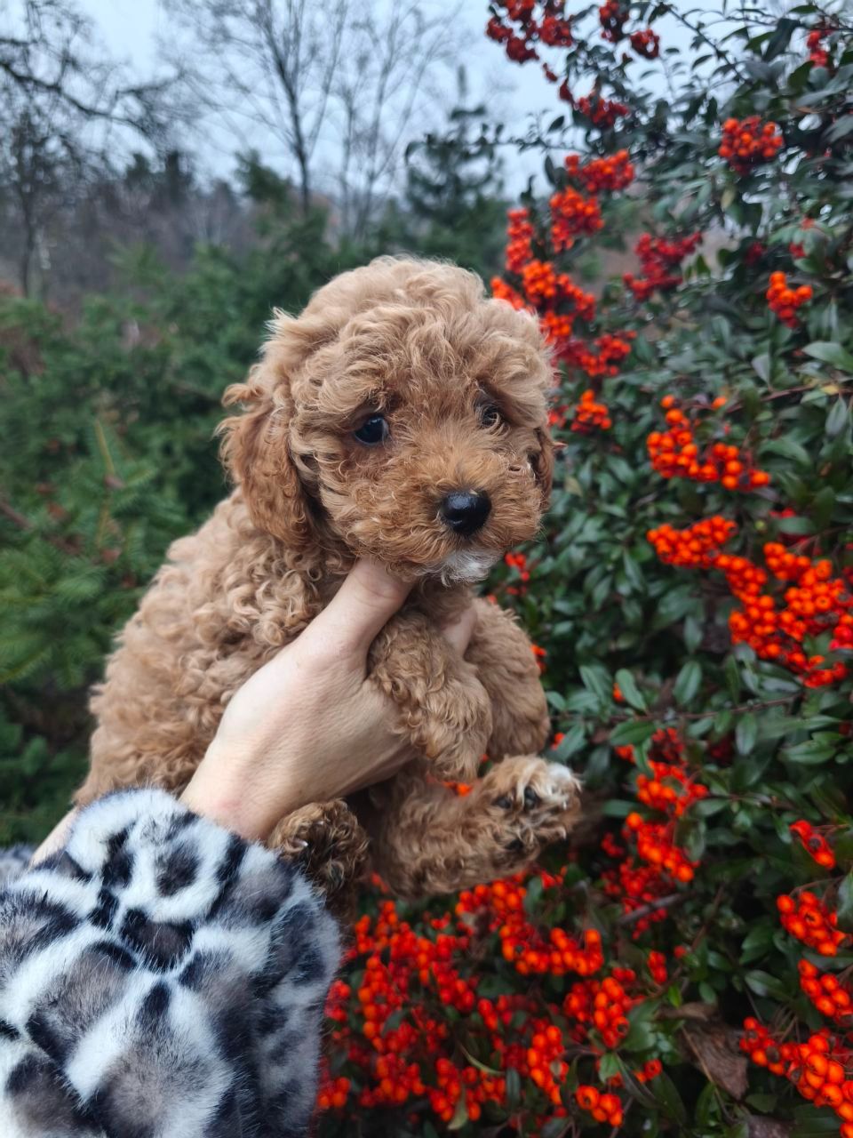 Цуценята мальтипу