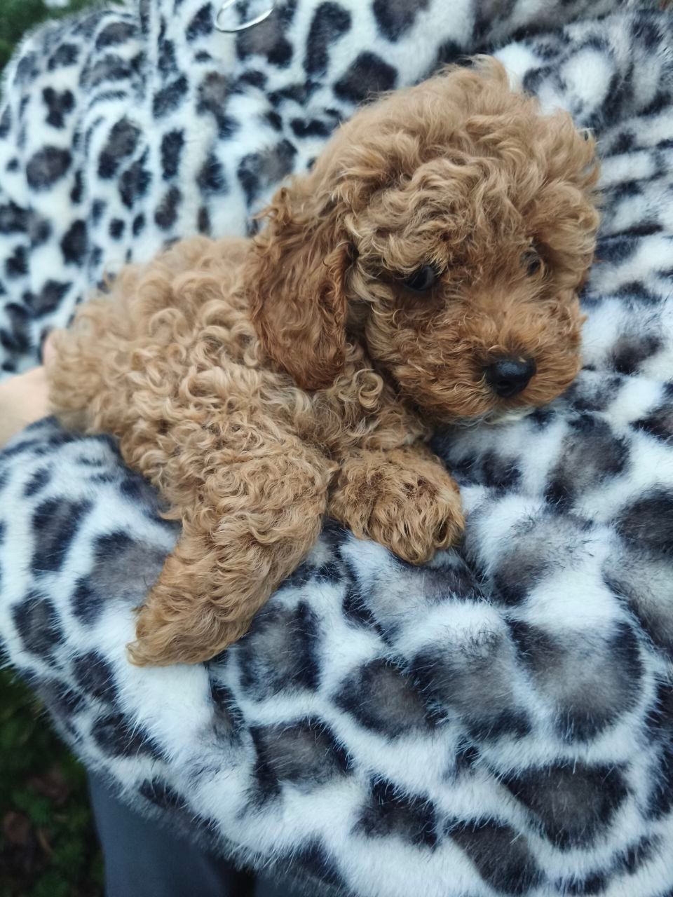 Цуценята мальтипу