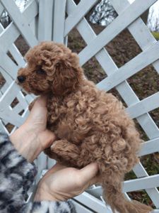 Цуценята мальтипу