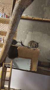 Чилійська білка Дегу