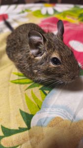 Чилійська білка Дегу