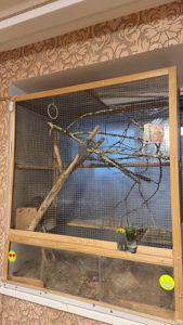 Чилійська білка Дегу