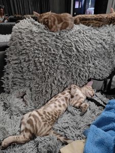 Хлопчик Echo сніжного окрасу