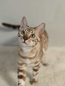 Дівчинка Dakota сніжного окрасу