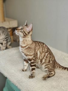 Дівчинка Dakota сніжного окрасу