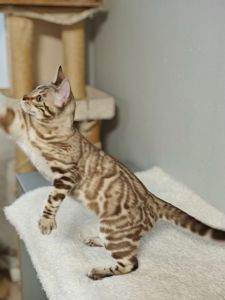 Дівчинка Dakota сніжного окрасу