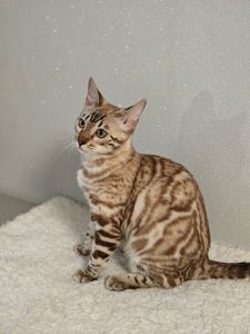 Дівчинка Dakota сніжного окрасу