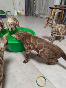 Дівчинка Fendi окрасу вугільний мінк