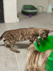 Дівчинка Fendi окрасу вугільний мінк