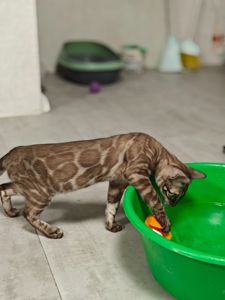 Дівчинка Fendi окрасу вугільний мінк