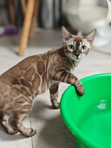 Дівчинка Fendi окрасу вугільний мінк