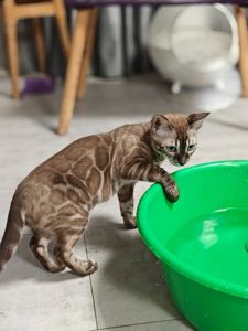 Дівчинка Fendi окрасу вугільний мінк