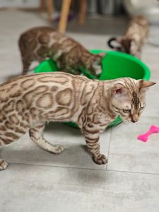 Хлопчик Echo сніжного окрасу