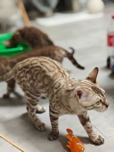 Хлопчик Echo сніжного окрасу