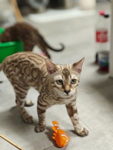 Хлопчик Echo сніжного окрасу