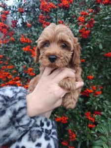 Цуценята мальтипу