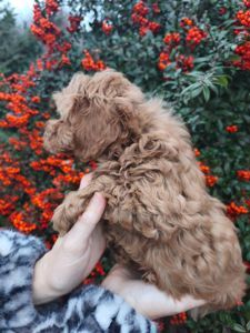 Цуценята мальтипу