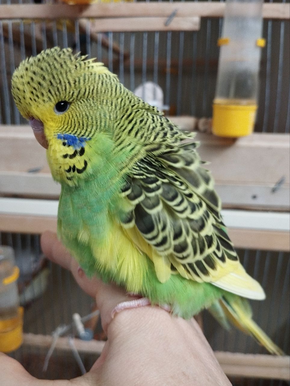 Виставковий хвилястий чех