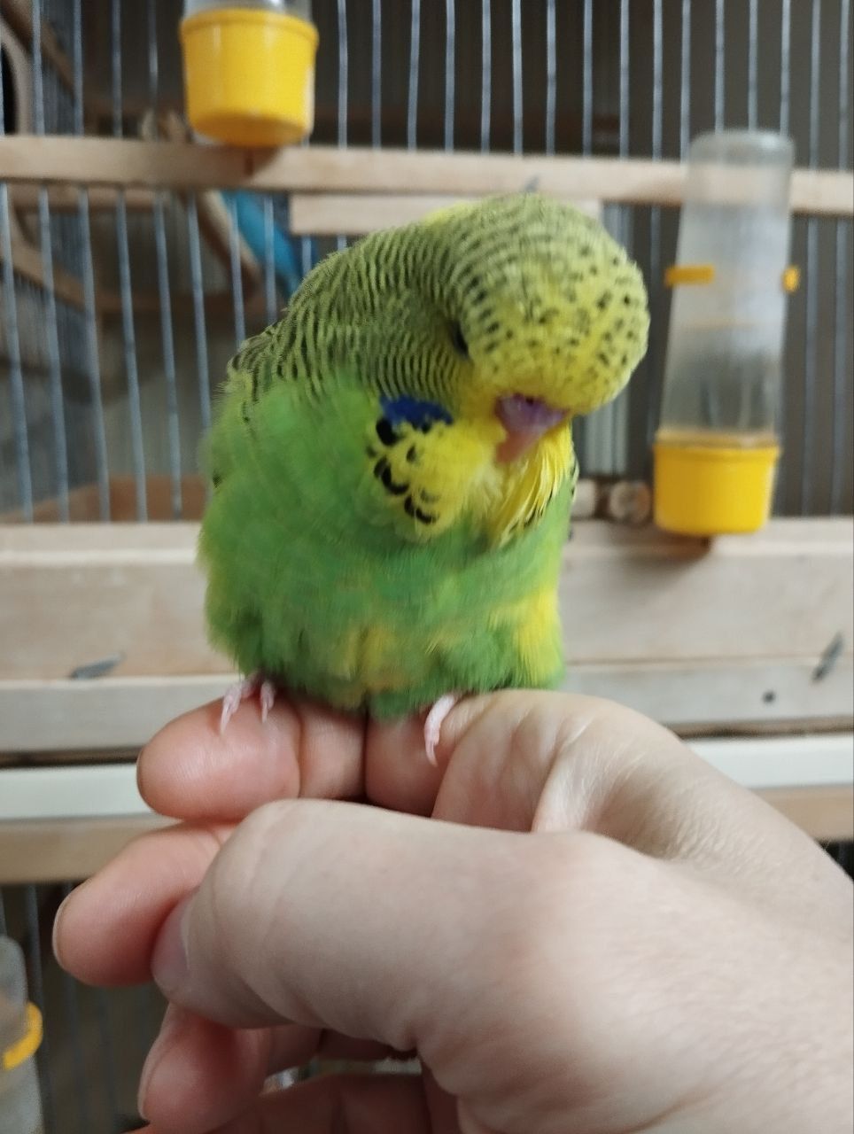 Виставковий хвилястий чех