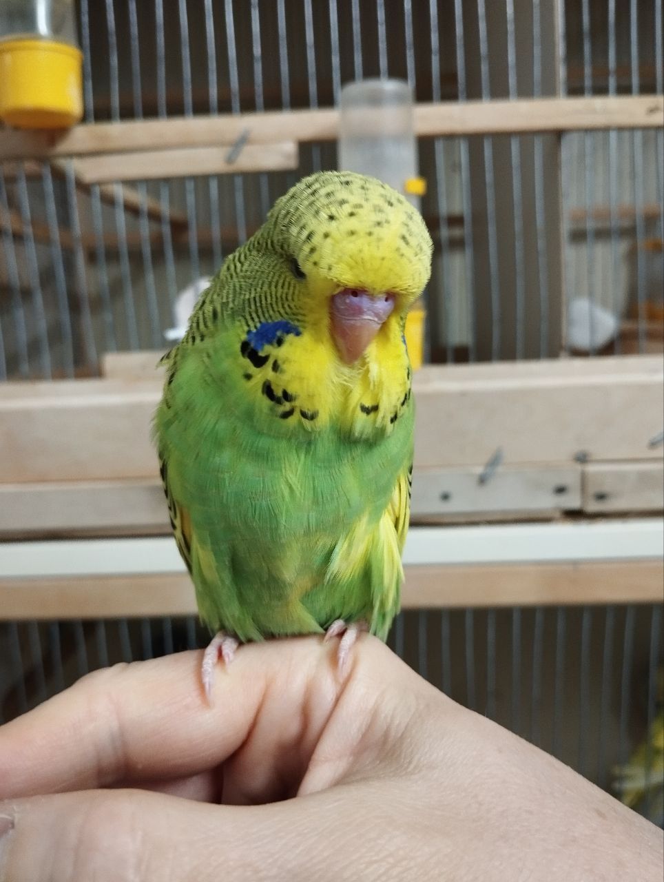 Виставковий хвилястий чех