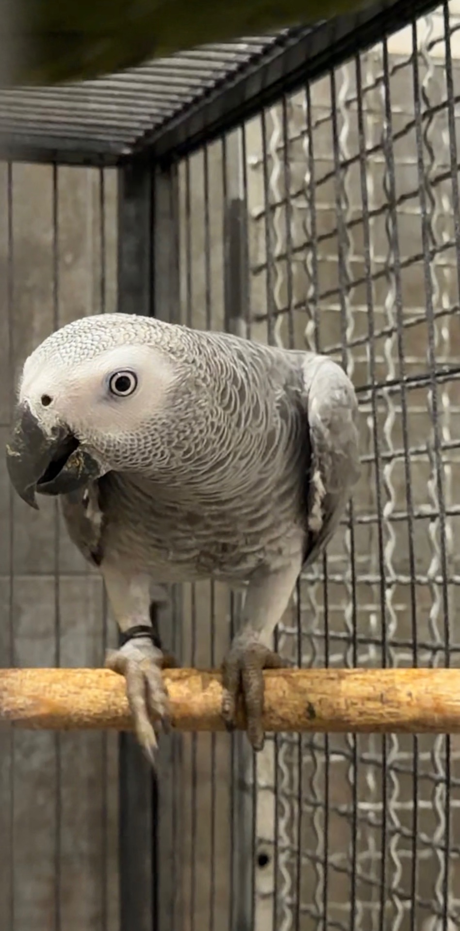 Алохвостий жако