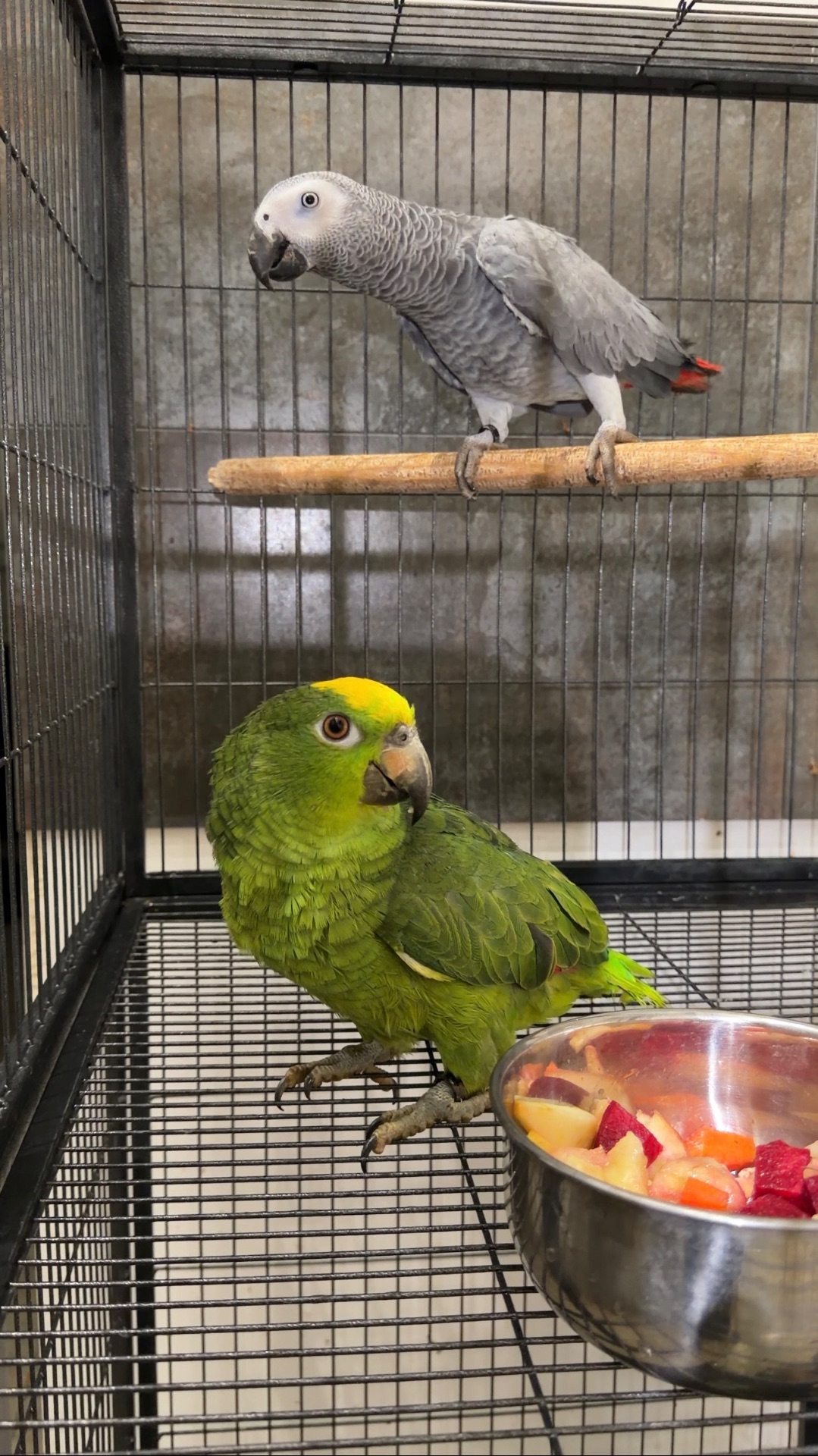 Алохвостий жако