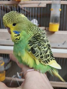 Виставковий хвилястий чех