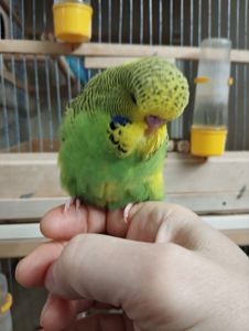 Виставковий хвилястий чех