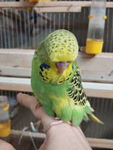 Виставковий хвилястий чех