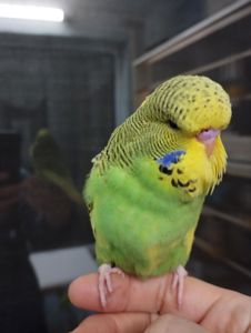 Виставковий хвилястий чех