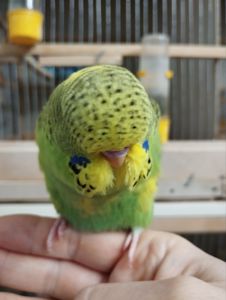 Виставковий хвилястий чех