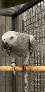 Алохвостий жако