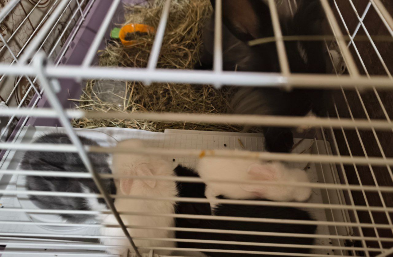 Малыши детям в радость