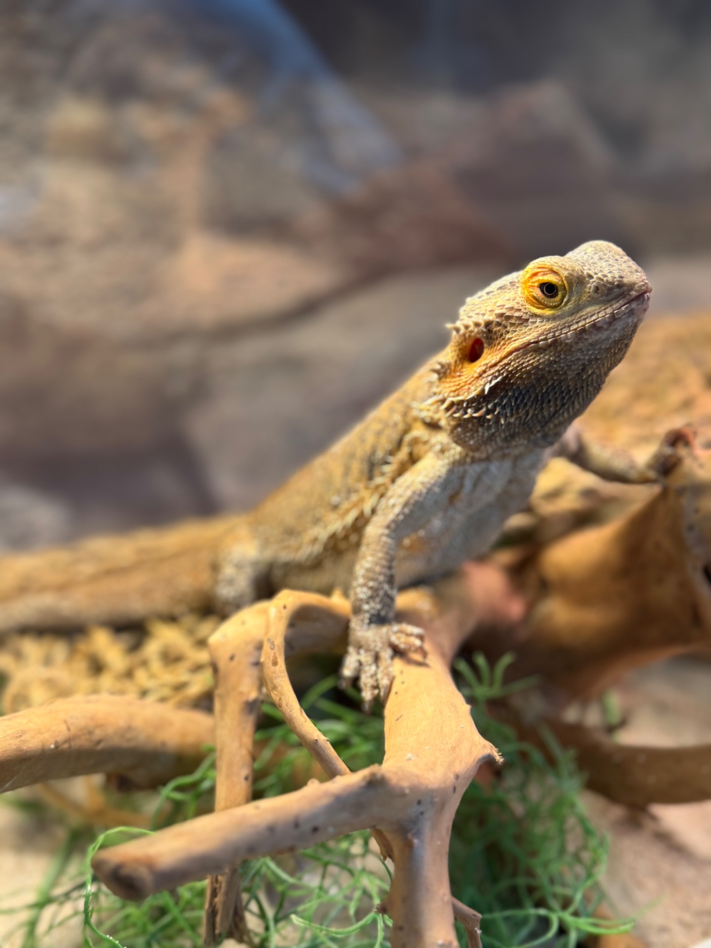 Бородата агама, чарівний бородатий дракон