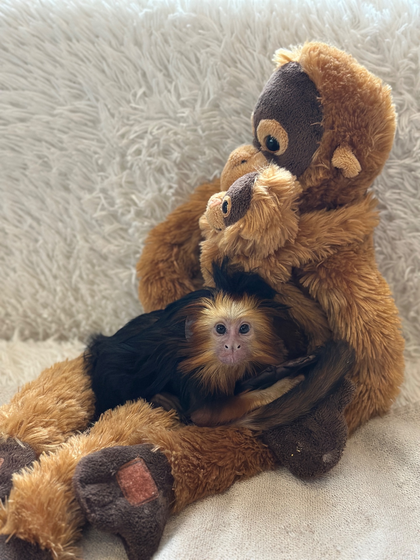 Левоголовий Тамарин- маленька ігрунка, океан любові