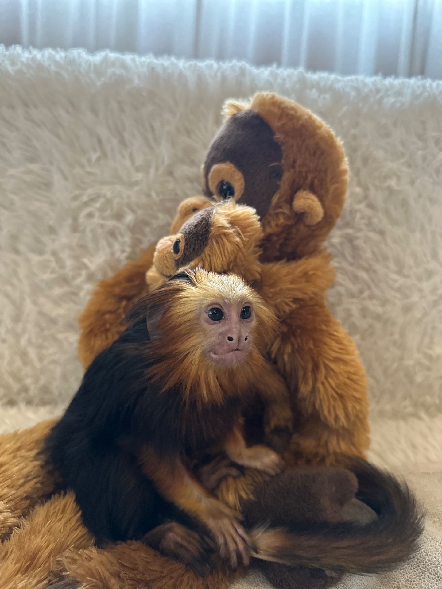 Левоголовий Тамарин- маленька ігрунка, океан любові