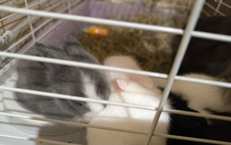 Малыши детям в радость